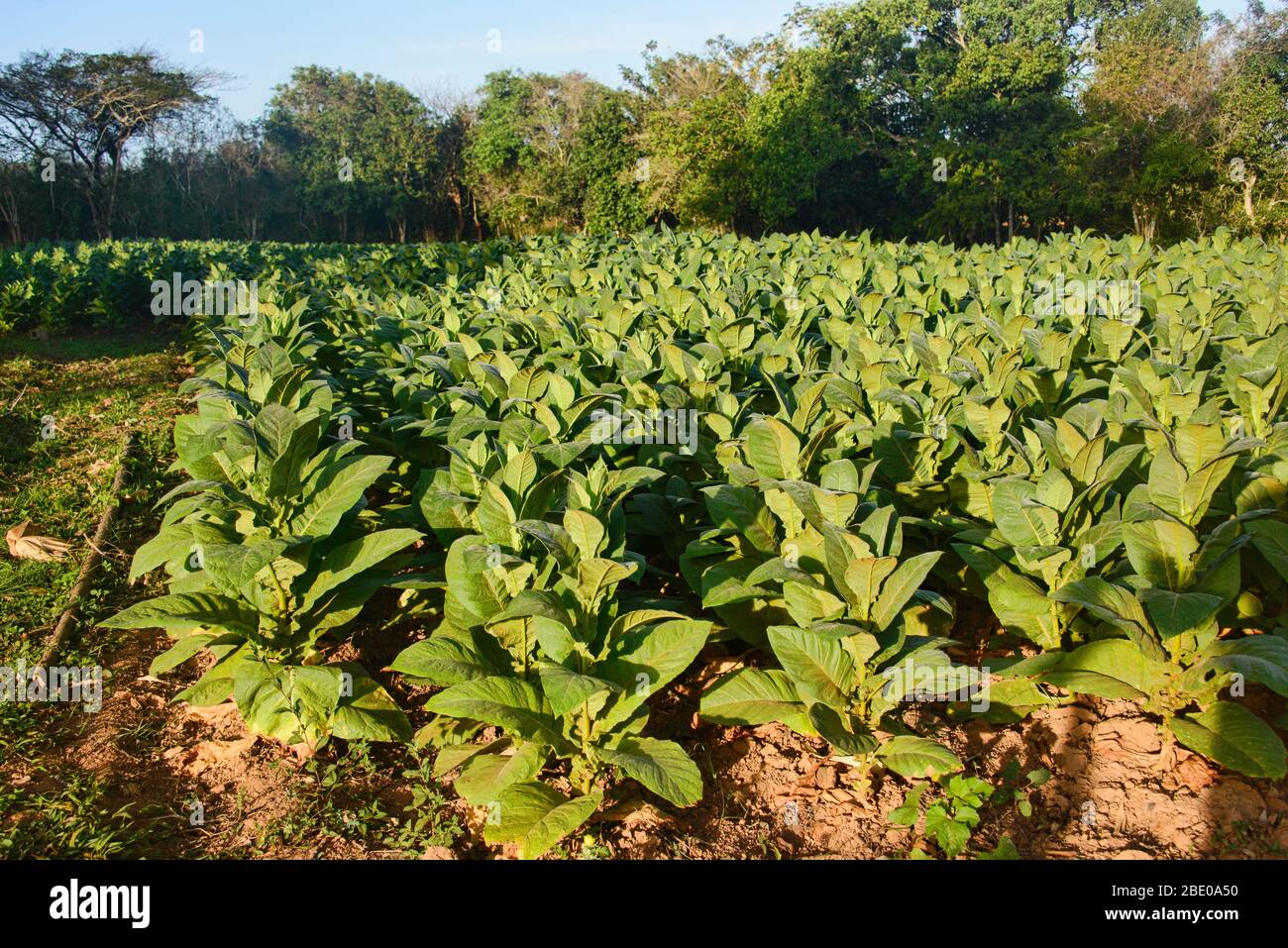 Azienda agricola del tabacco, Viñales, Cuba Foto Stock