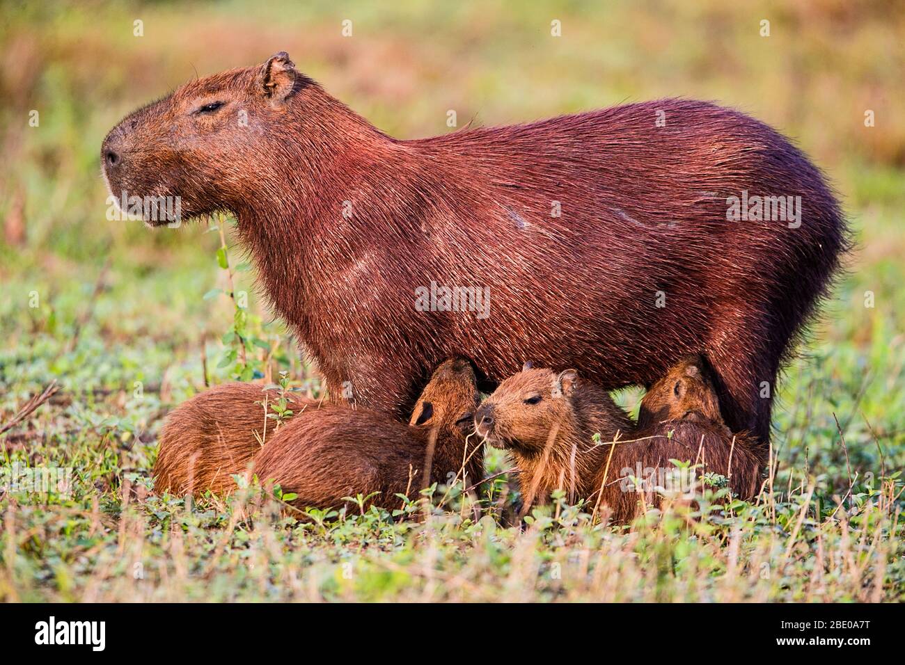 Famiglia Capybara, Porto Jofre, Mato Grosso, Brasile Foto Stock