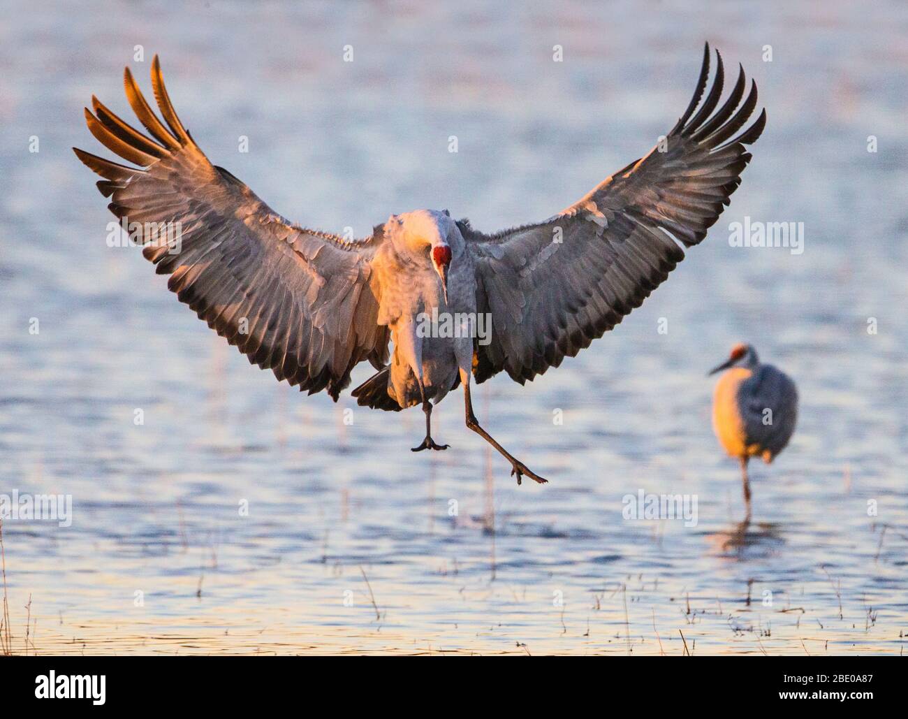 Gru Sandhill contro lago, Socorro, New Mexico, USA Foto Stock