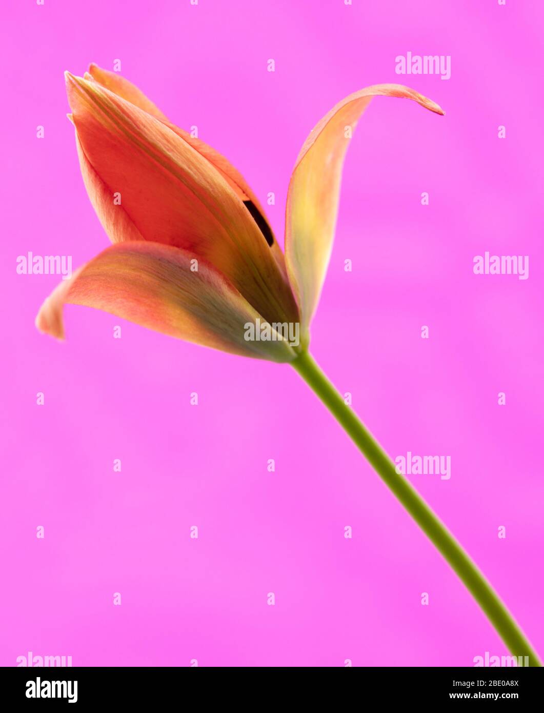 Tulipano a bassa crescita piccola principessa. Foto Stock