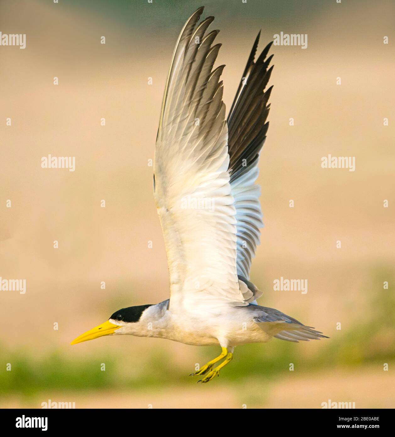 Terna a grande fatturato durante il volo, Porto Jofre, Mato Grosso, Brasile Foto Stock