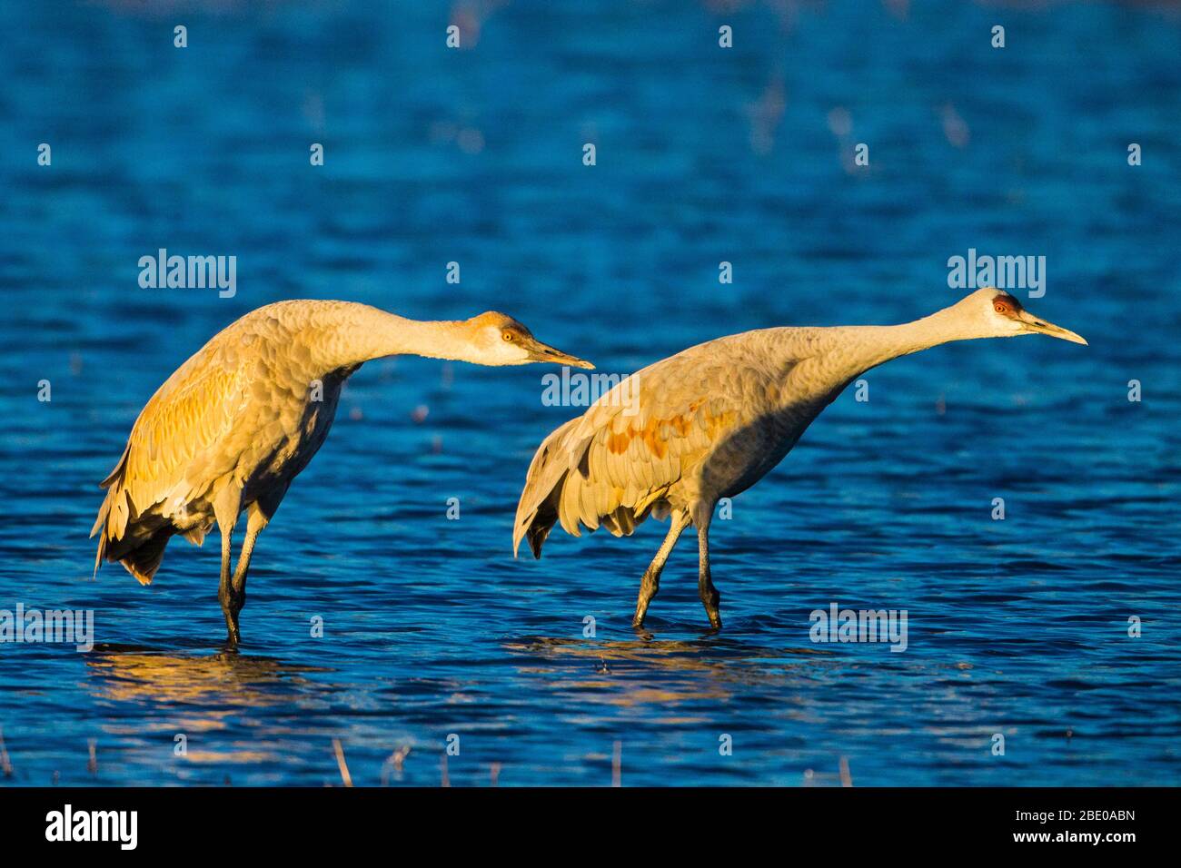 Gru Sandhill in lago, Socorro, New Mexico, USA Foto Stock