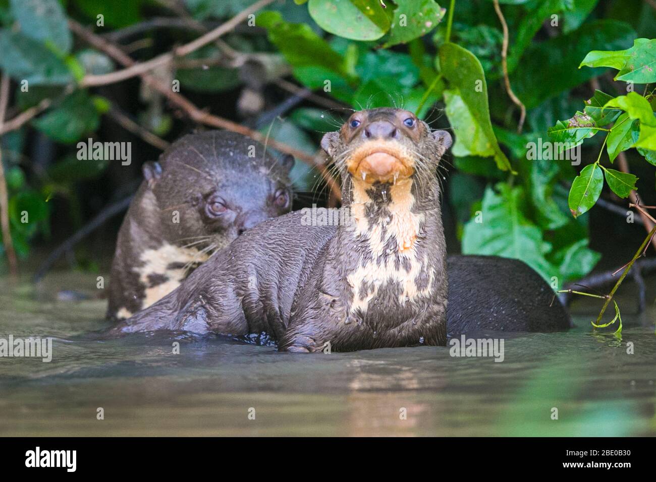 Due lontre giganti (Pteronura brasiliensis) sulla riva del fiume Cuiaba, Porto Jofre, Pantanal, Brasile Foto Stock