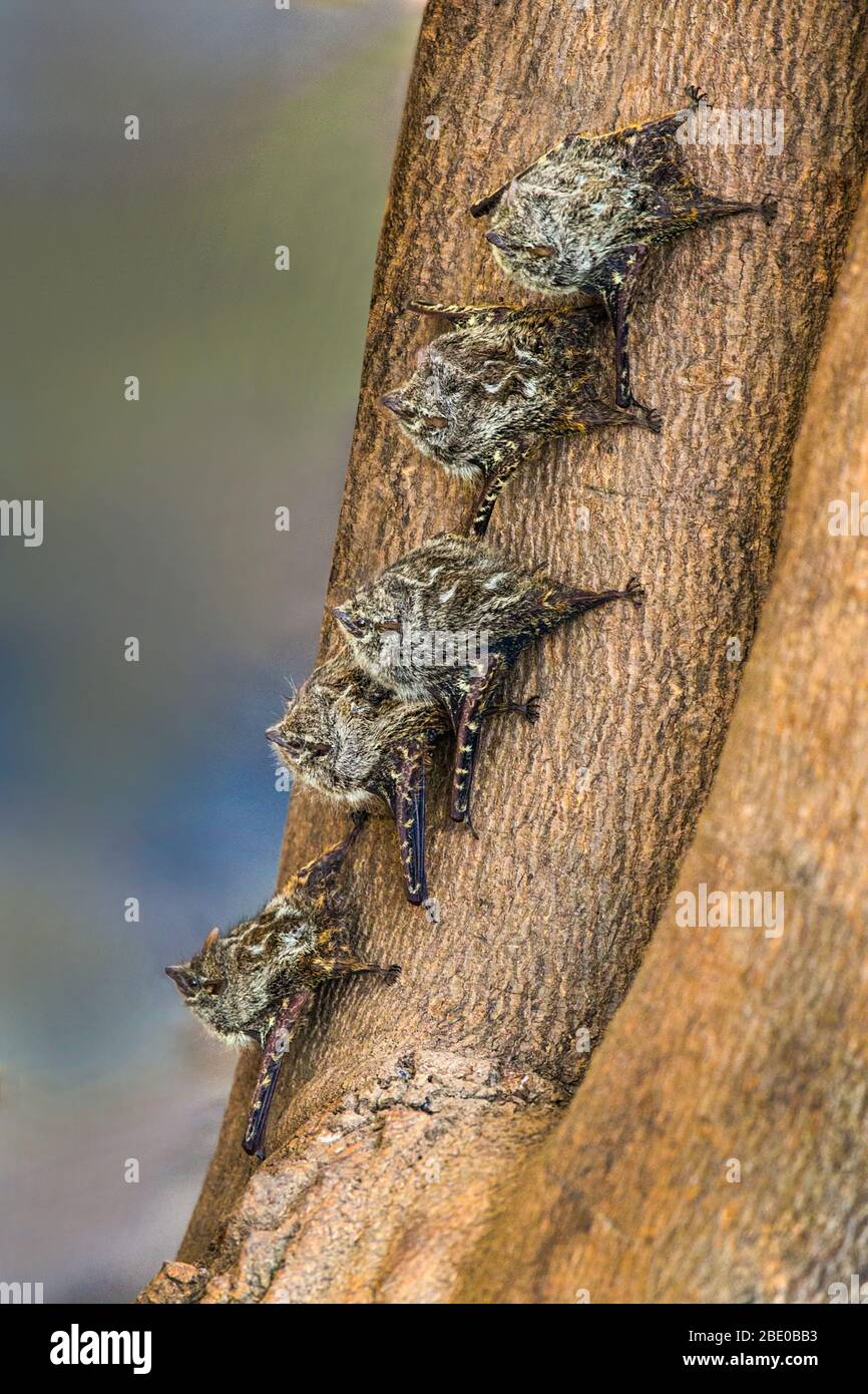 Fila di pipistrelli poggianti su tronco d'albero, Porto Jofre, Pantanal, Brasile Foto Stock