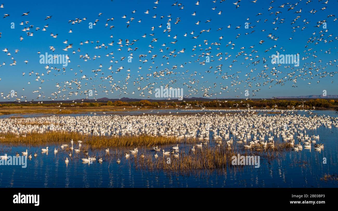 Colonia di oca da neve (Anser caerulescens), Soccoro, New Mexico, USA Foto Stock