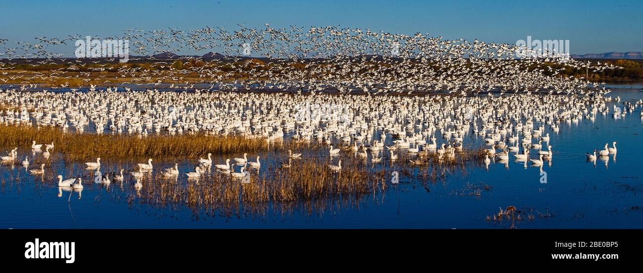 Colonia di oca da neve (Anser caerulescens), Soccoro, New Mexico, USA Foto Stock