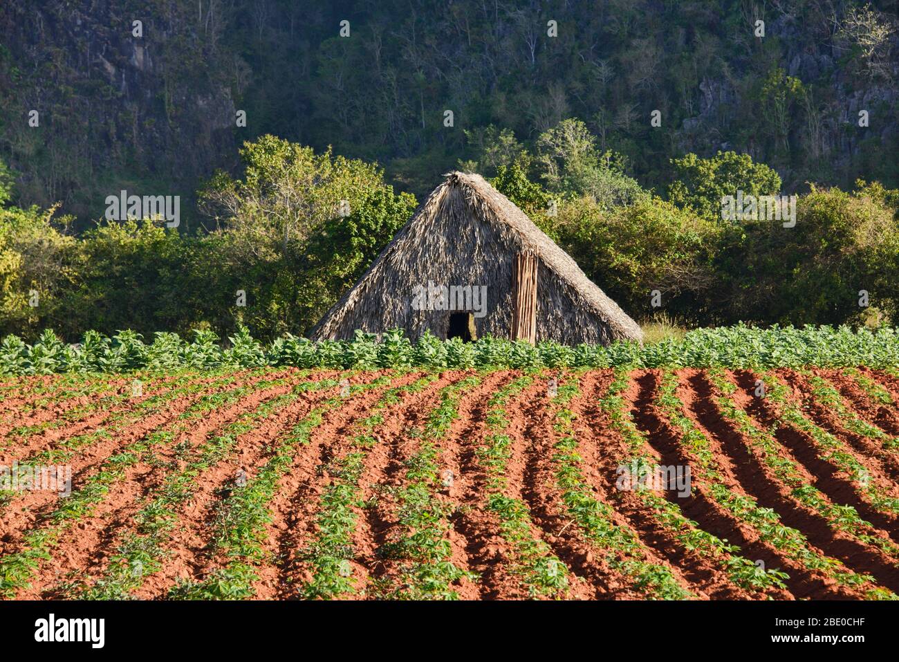 Azienda agricola del tabacco, Viñales, Cuba Foto Stock