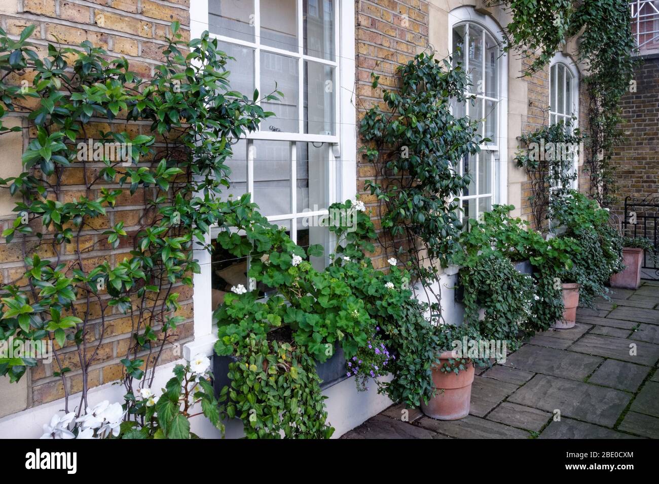 Piante verdi in pentole di fronte alla vecchia casa, Londra, Regno Unito Foto Stock