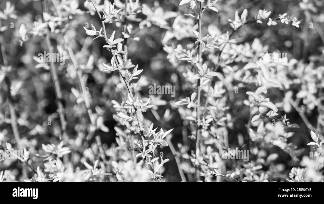 Bianco e nero giovane primavera vibrante foglie verdi in macro cespugli con sfondo sfocato. Tempo di crescita soleggiato naturale fresco primo piano Foto Stock