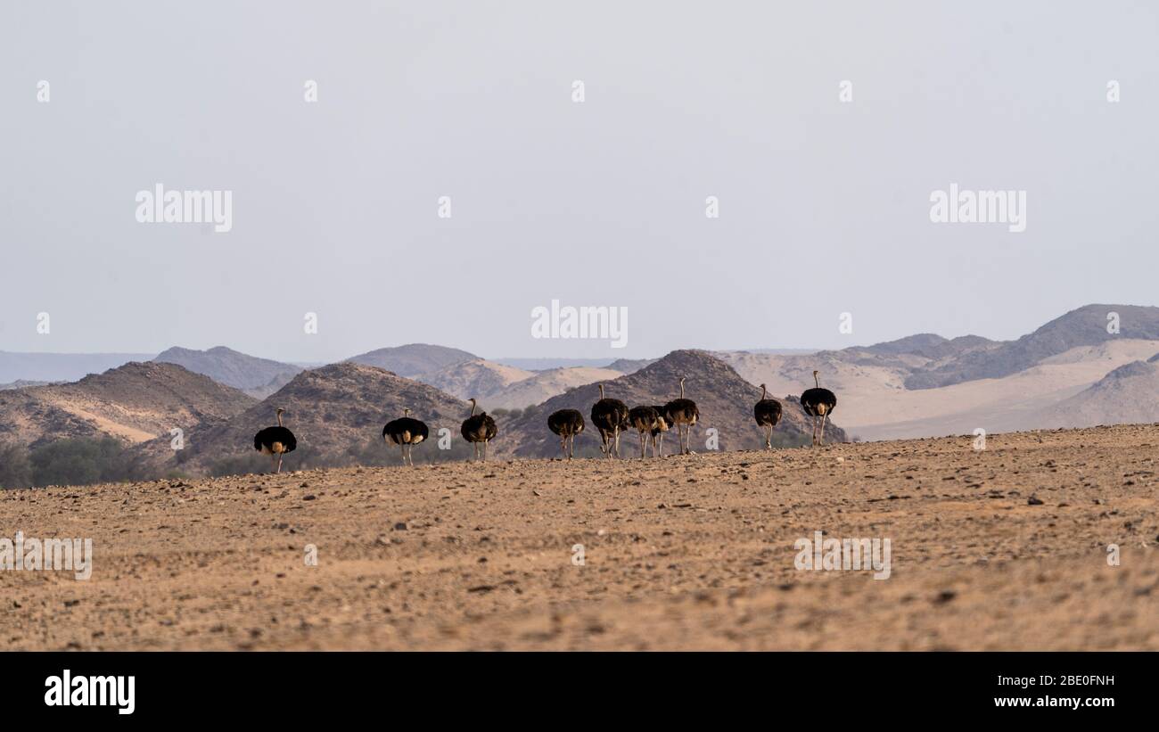 Un gruppo di struzzi passeggiate nel deserto della Namibia Foto Stock