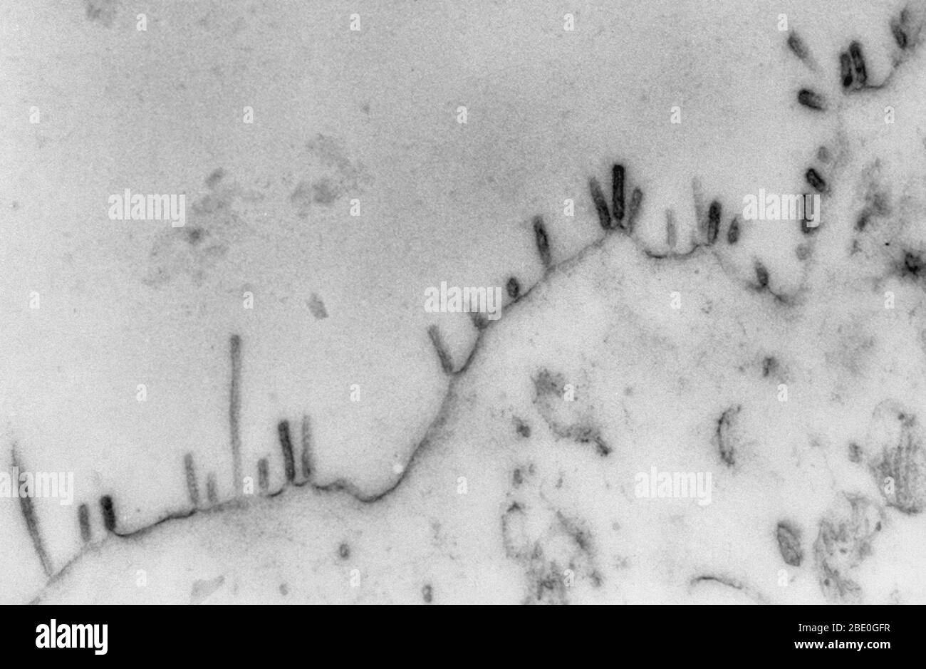 Forma filamentosa di Lee (tipo B) influenza Virus ingrandito x47.000. Foto Stock