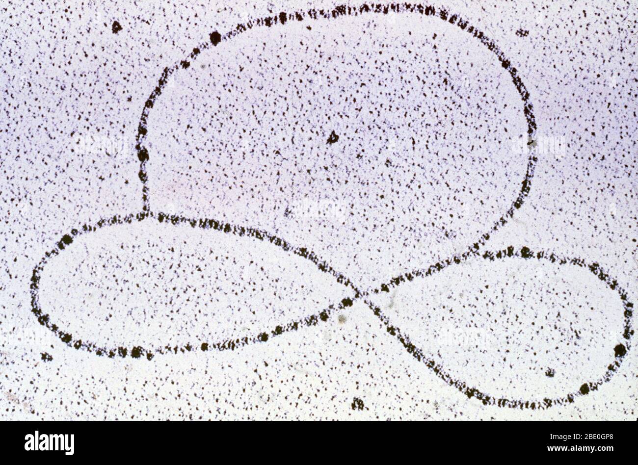 Micrografia elettronica a trasmissione (TEM) dei plasmidi. I plasmidi sono pezzi simbiotici di DNA (acido desossiribonucleico) che si verificano in batteri e lieviti. Essi sono separati dal cromosoma principale, si replicano indipendentemente, e possono essere trasferiti da una cellula ad un'altra che porta geni con loro. Questa proprietà dei plasmidi è sfruttata nell'ingegneria genetica ed è uno dei modi in cui la resistenza agli antibiotici si diffonde tra i batteri. Ingrandimento sconosciuto. Foto Stock