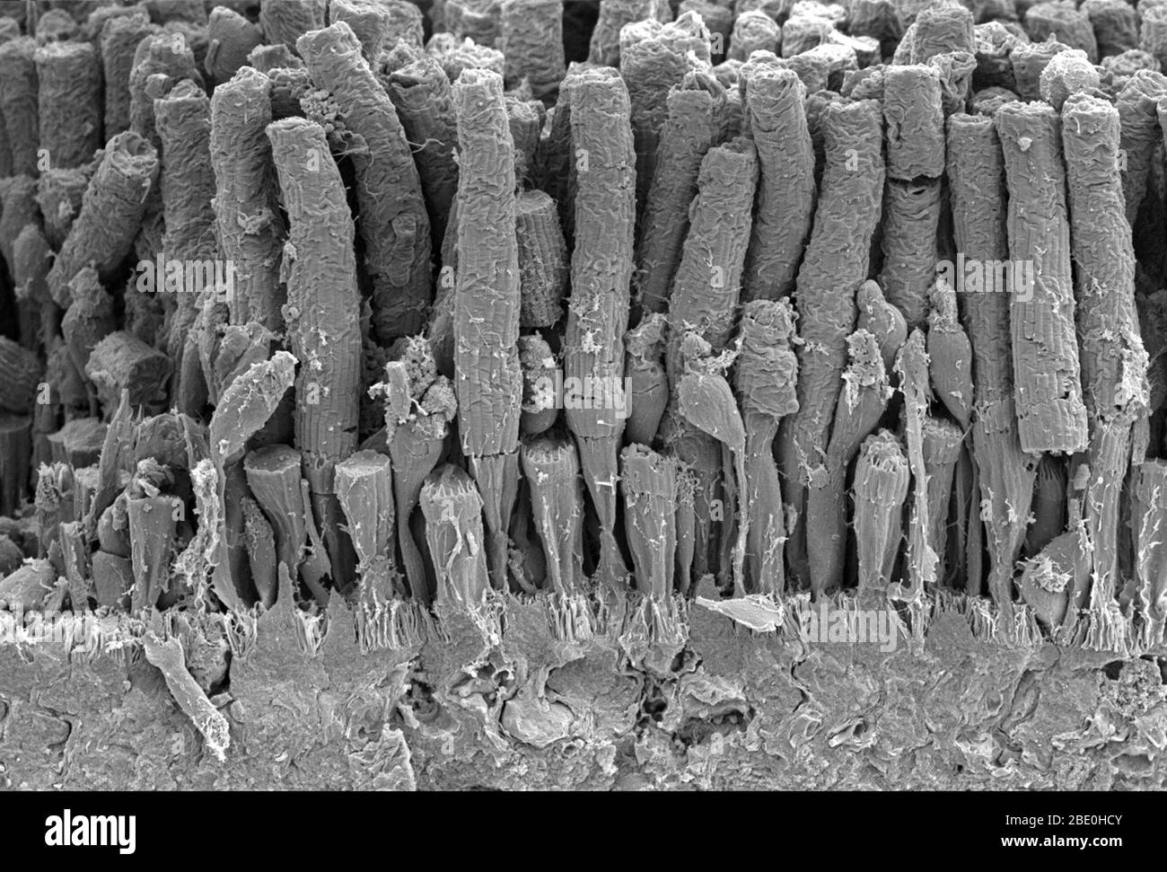 Scansione della micrografia elettronica (SEM) della struttura a canna e cono di una retina anfibia. Le cellule a bacchetta sono cellule fotorecettrici nella retina dell'occhio che possono funzionare in luce meno intensa che l'altro tipo di fotorecetore visivo, cellule a cono. Le verghe sono trovate concentrate solitamente ai bordi esterni della retina e sono usate nella visione periferica. Le cellule del cono, o coni, sono uno dei tre tipi di cellule fotorecettrici nella retina degli occhi di mammifero. Sono responsabili della visione del colore e del funzionamento migliore in luce relativamente luminosa, rispetto alle cellule a barra, che funzionano meglio in luce debole. La notte Foto Stock