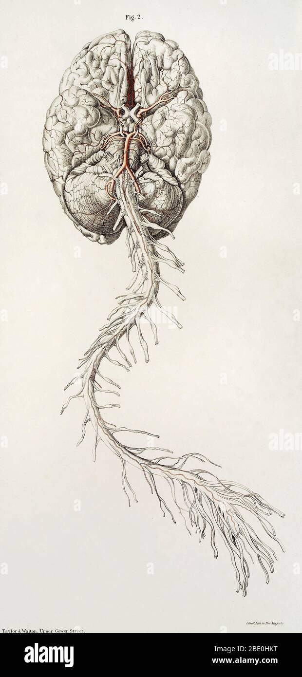 Illustrazione del cervello e del midollo spinale dal corpo di un maschio adulto per mostrare le arterie alla base del cervello e le arterie spinali anteriori. Litografia a colori, 1844, di Joseph Maclise. Da 'l'anatomia delle arterie del corpo umano e le sue applicazioni a patologia e chirurgia operativa con una serie di disegni litografici,' Richard Quain, pubblicato 1844. Foto Stock