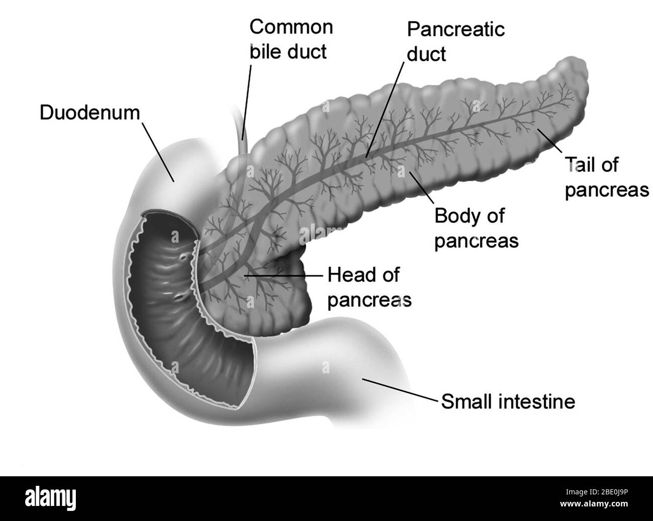 Illustrazione del pancreas (testa, corpo, coda e dotto pancreatico) e degli organi e strutture circostanti (duodeno, dotto biliare comune e intestino tenue). Foto Stock