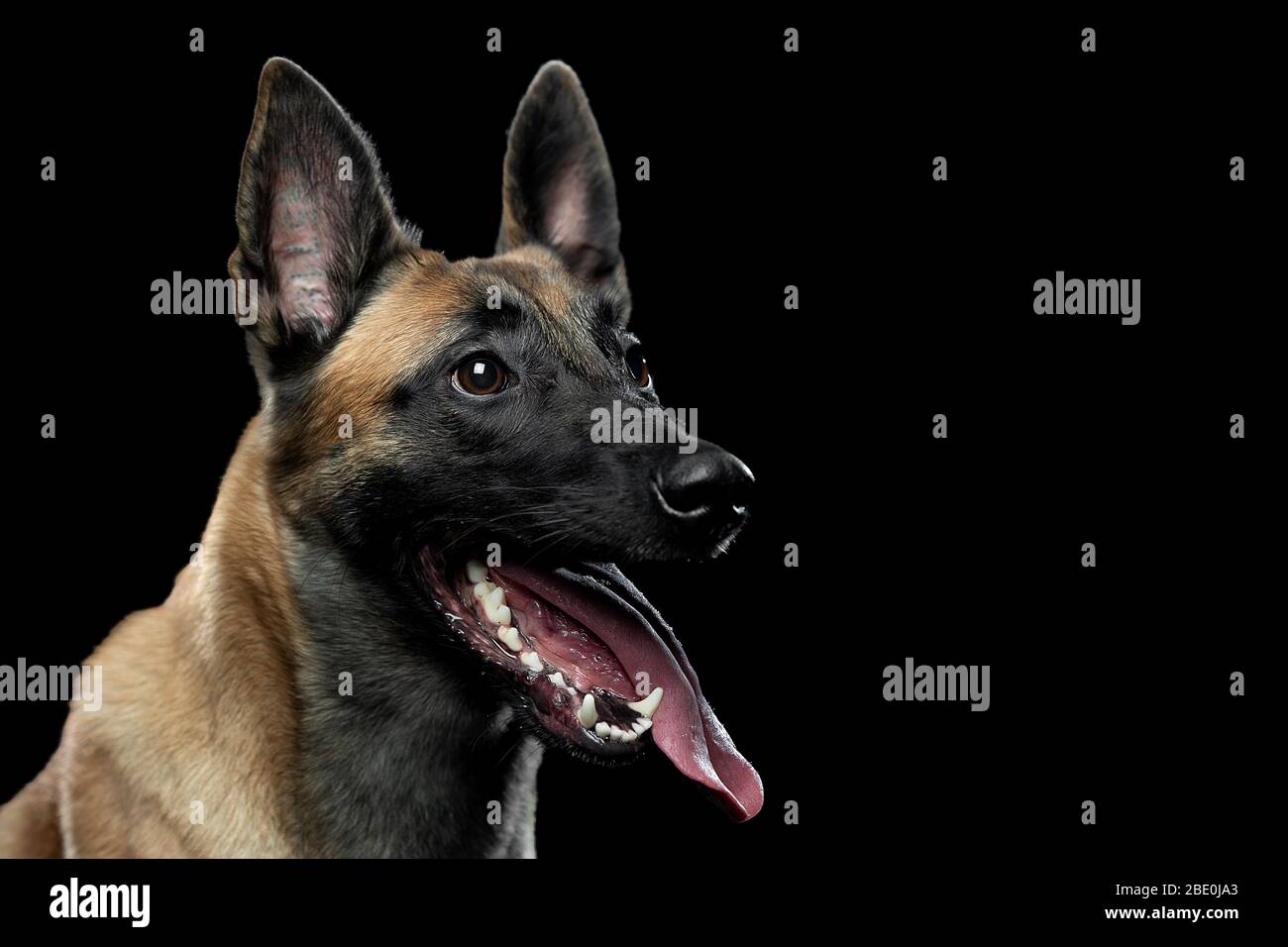 Ritratto di un cane Malinois con lingua Foto Stock