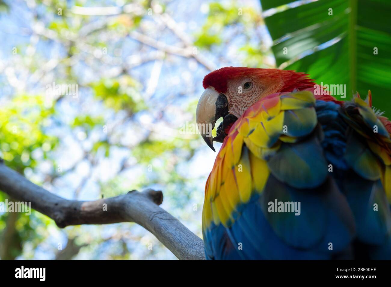 Scarlatto Macaw, Ara maco, San Josè, Costa Rica, Psittacidae, Centroamerica Foto Stock