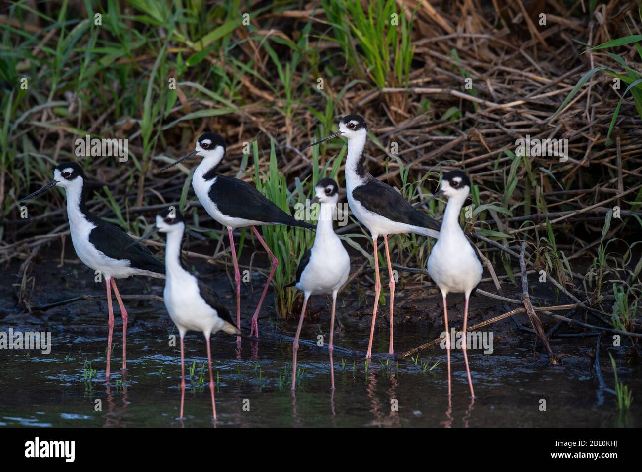 Stilt, Himantopus mexicanus, Recurvirostridae, Rio Tarcoles, Costa Rica, Centroamerica Foto Stock