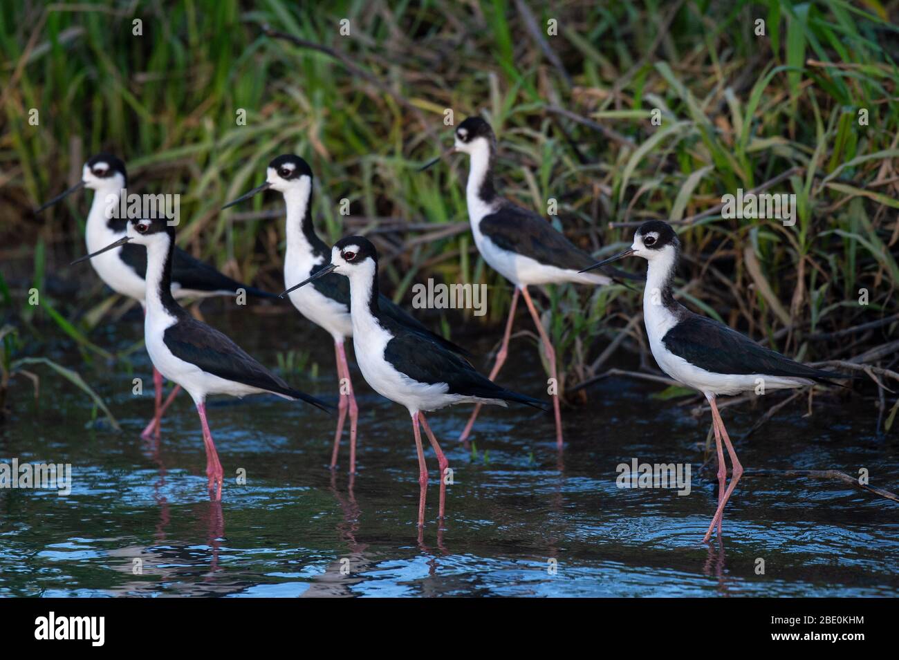 Stilt, Himantopus mexicanus, Recurvirostridae, Rio Tarcoles, Costa Rica, Centroamerica Foto Stock