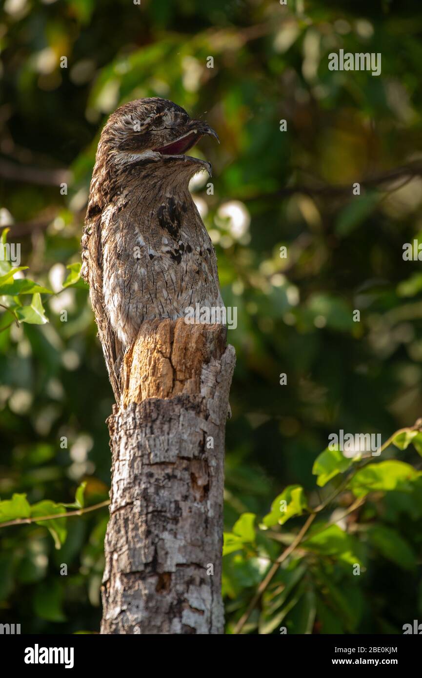 Potoo comune, Nittybius griseus, Nittybiidae, Fiume Sierpe, Costa Rica, Centroamerica Foto Stock