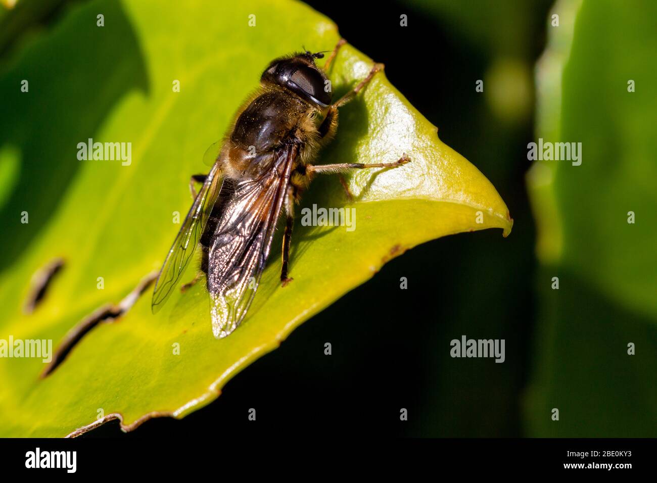 Primo piano di ape di miele su una foglia verde Foto Stock