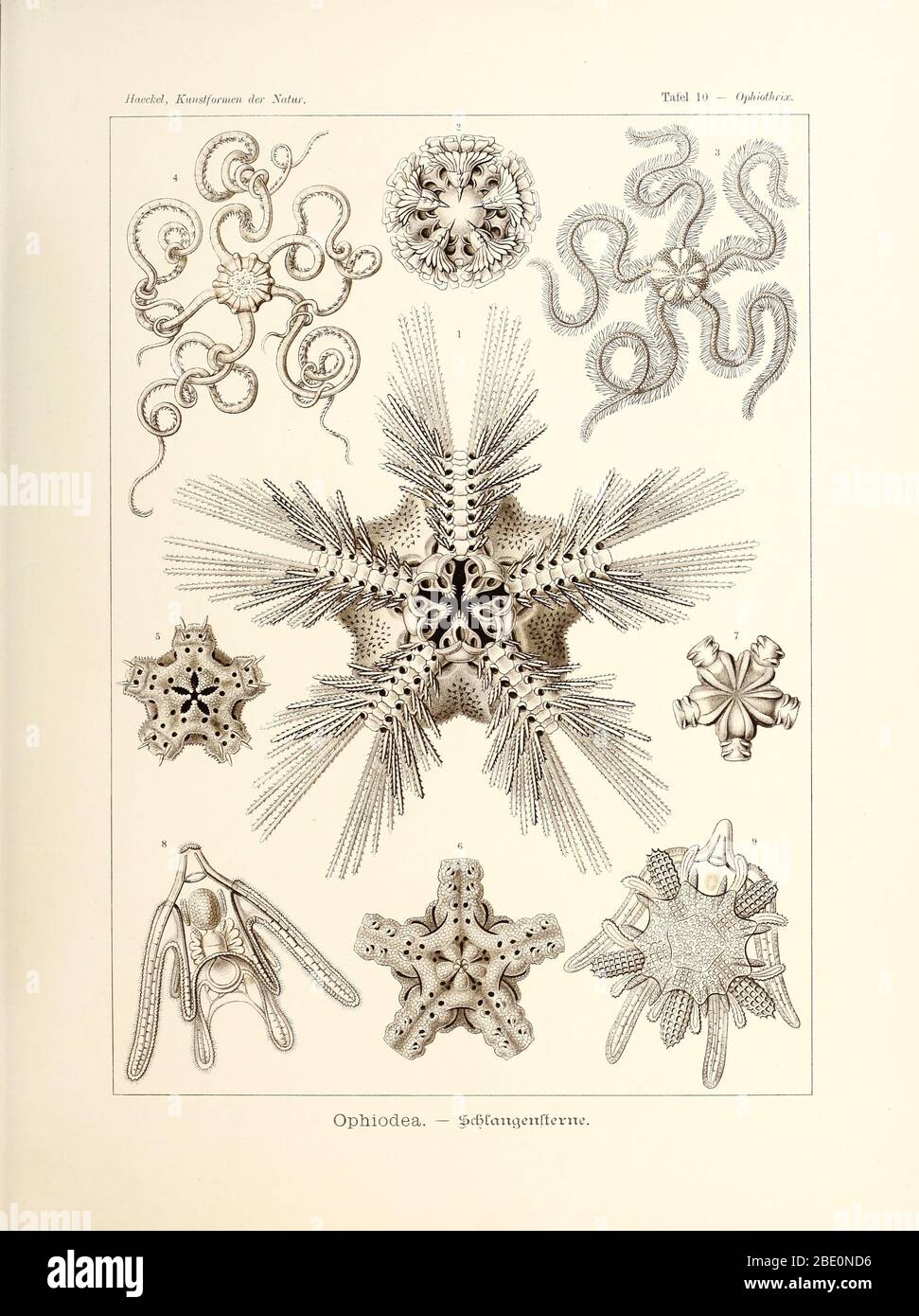 Ophiodea della Kunstformen der Natur di Ernst Haeckel, 1904 Foto Stock