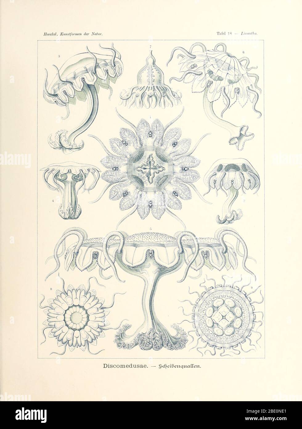 Discomedusae (meduse) della Kunstformen der Natur di Ernst Haeckel, 1904 Foto Stock