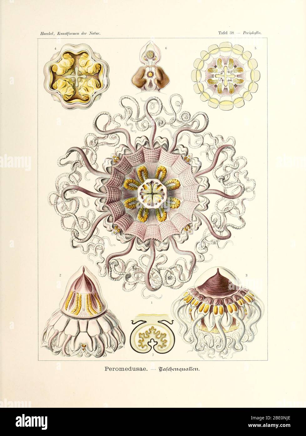 Peromedusae della Kunstformen der Natur di Ernst Haeckel, 1904 Foto Stock