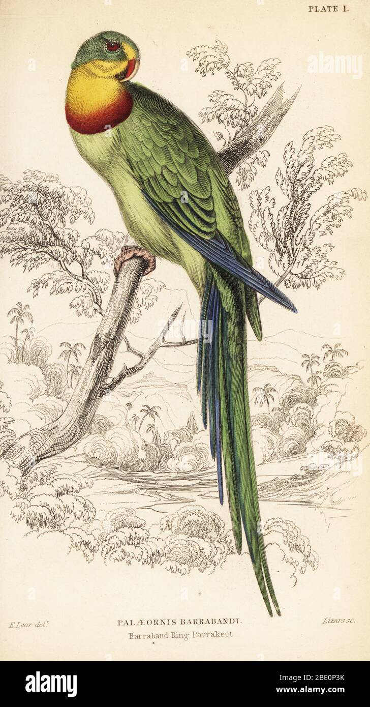 Pappagallo superbo, Polytelis swainsonii. Barraband anello parrakeet, Paleornis barrabandi. Incisione su copperplate a mano di William Lizars dopo un'illustrazione di Edward Lear di Prideaux J. Selby, la Storia Naturale dei Parrots, nella Biblioteca Naturalista di Sir William Jardine: Ornitologia, Lizars, Edimburgo, 1836. Foto Stock