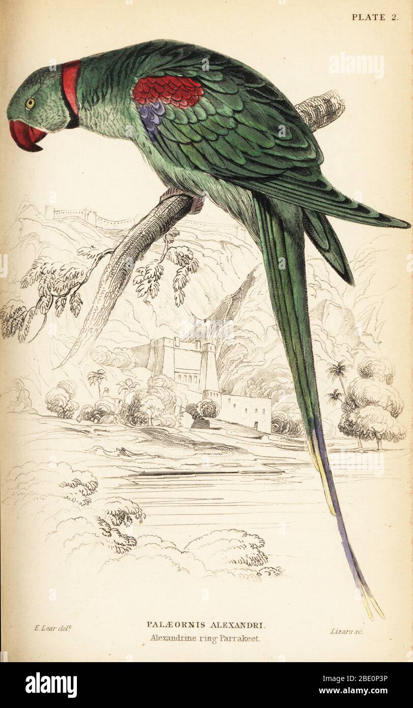 Pappagallo alessandrino o pappagallo alessandrino, Psittacula eupatria. Alexandrine anello parrakeet, Paleornis alexandri. Incisione su copperplate a mano di William Lizars dopo un'illustrazione di Edward Lear di Prideaux J. Selby, la Storia Naturale dei Parrots, nella Biblioteca Naturalista di Sir William Jardine: Ornitologia, Lizars, Edimburgo, 1836. Foto Stock