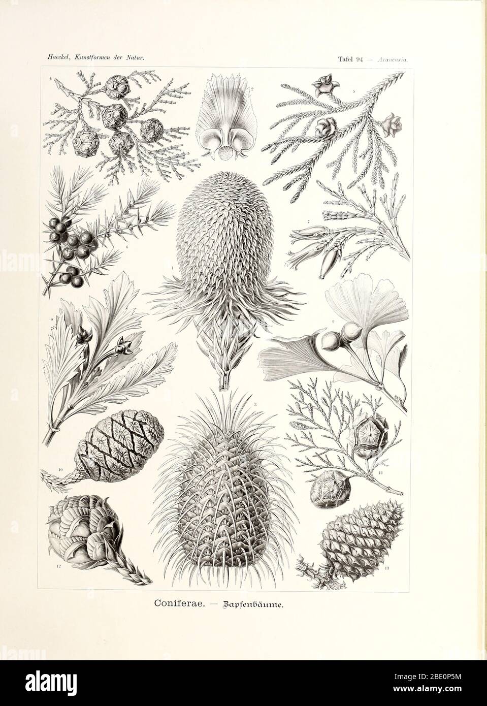 Da Ernst Haeckel's Kunstformen der Natur, 1904 Foto Stock