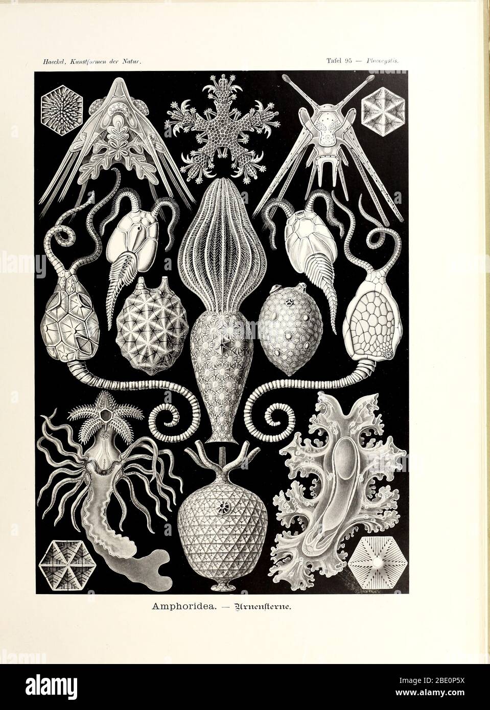 Da Ernst Haeckel's Kunstformen der Natur, 1904 Foto Stock