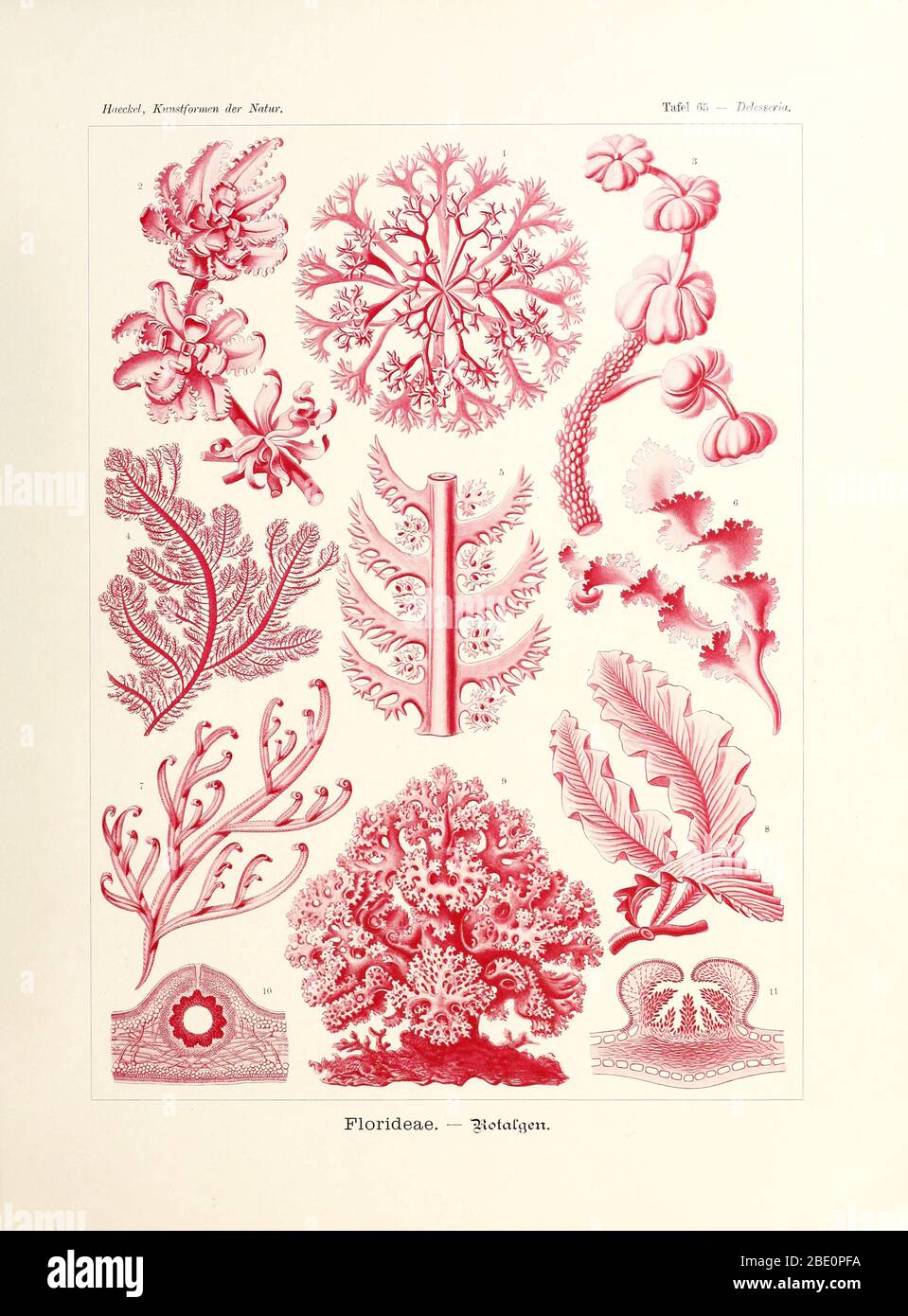 Da Ernst Haeckel's Kunstformen der Natur, 1904 Foto Stock