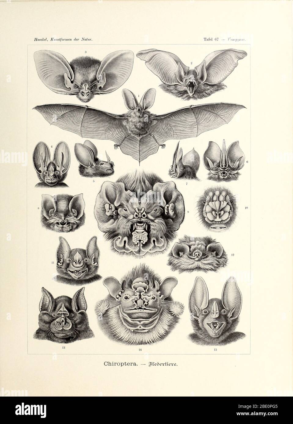Bat (Chiroptera) di Ernst Haeckel's Kunstformen der Natur, 1904 Foto Stock