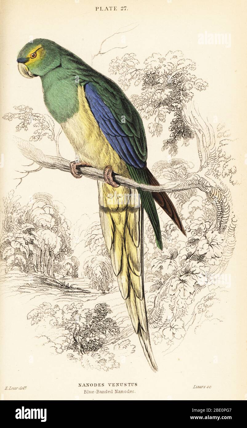 Pappagallo con ali blu, neofema crisostoma. (Nanodes blu, nanodes venustus.) Incisione su copperplate a mano di William Lizars dopo un'illustrazione di Edward Lear di Prideaux J. Selby, la Storia Naturale dei Parrots, nella Biblioteca Naturalista di Sir William Jardine: Ornitologia, Lizars, Edimburgo, 1836. Foto Stock