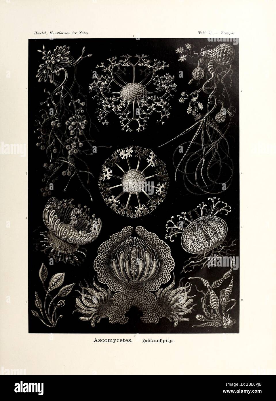 Da Ernst Haeckel's Kunstformen der Natur, 1904 Foto Stock