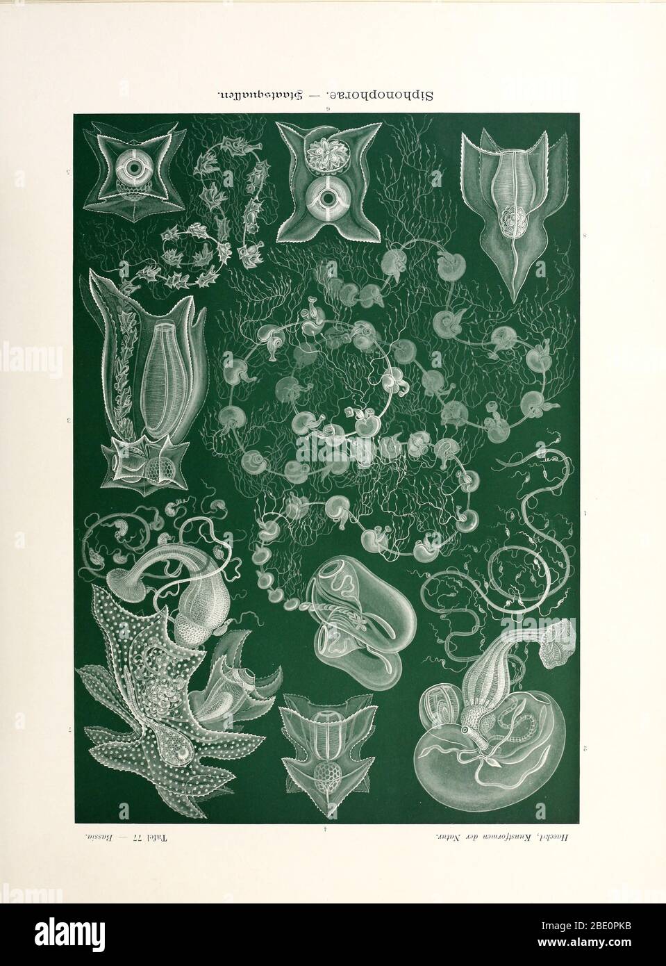 Da Ernst Haeckel's Kunstformen der Natur, 1904 Foto Stock