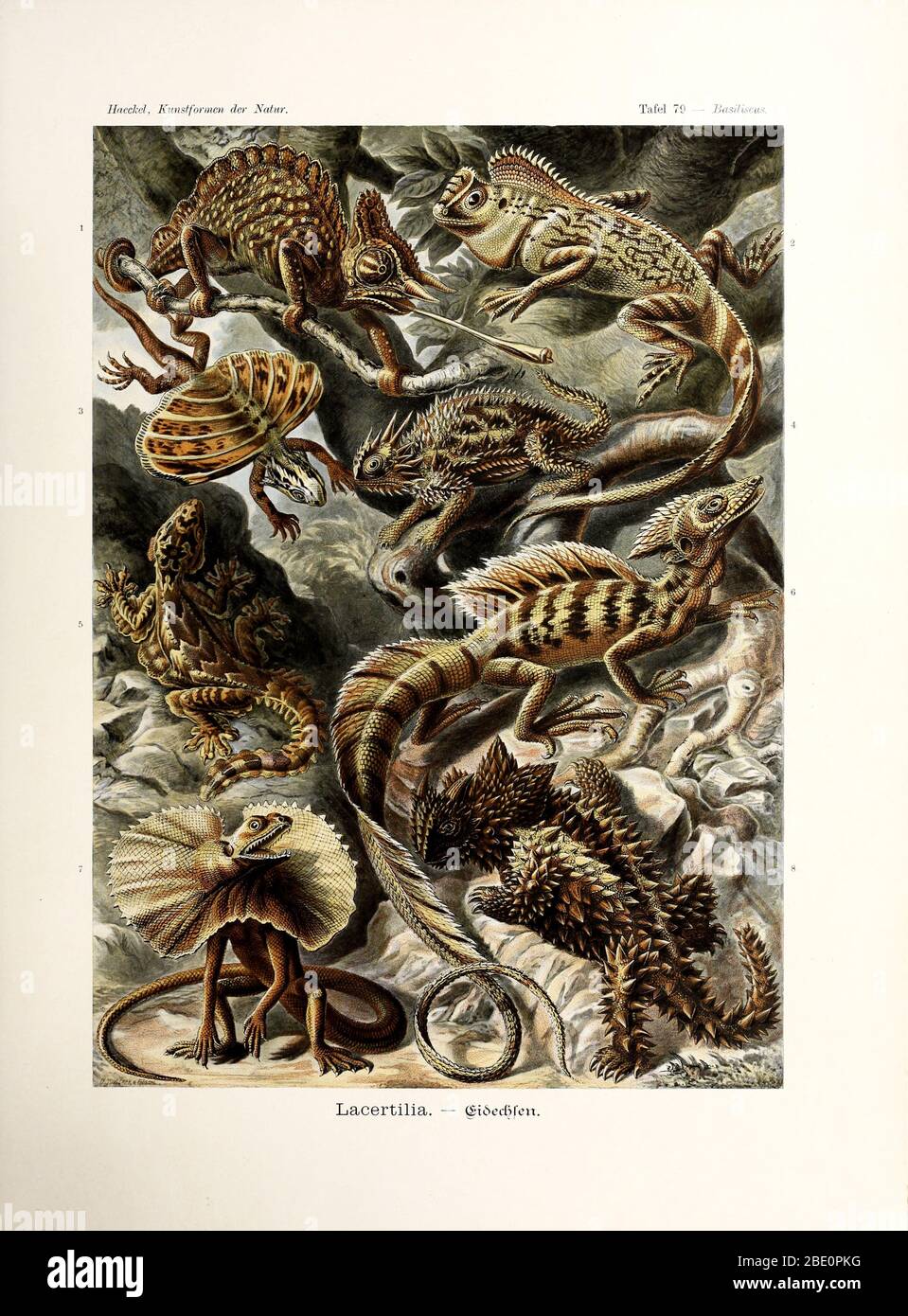 Da Ernst Haeckel's Kunstformen der Natur, 1904 Foto Stock