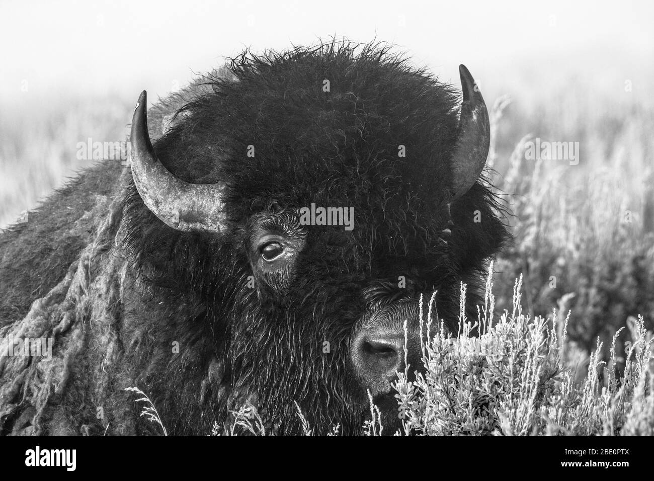 Un bisonte di toro (aka, bufalo americano) nel Wyoming settentrionale. Foto Stock