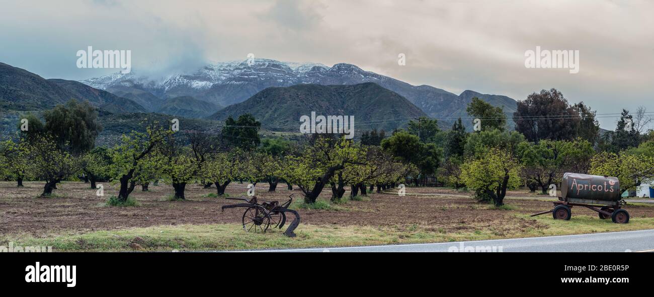 Campagna orcheto laterale di alberi con nuova crescita di foglie con aratro antico prima neve coperto montagne in primavera tempo tempestoso. Foto Stock