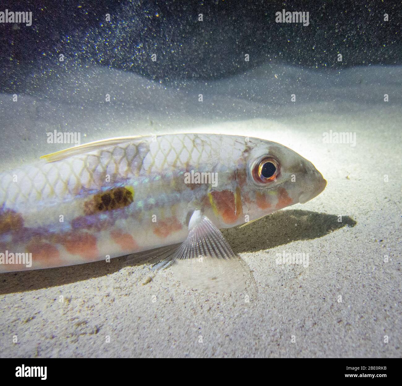 Sidespot pesce di capra riposato sulla sabbia di notte. Foto Stock Sidespot pesce di capra riposato sulla sabbia di notte. Foto Stock