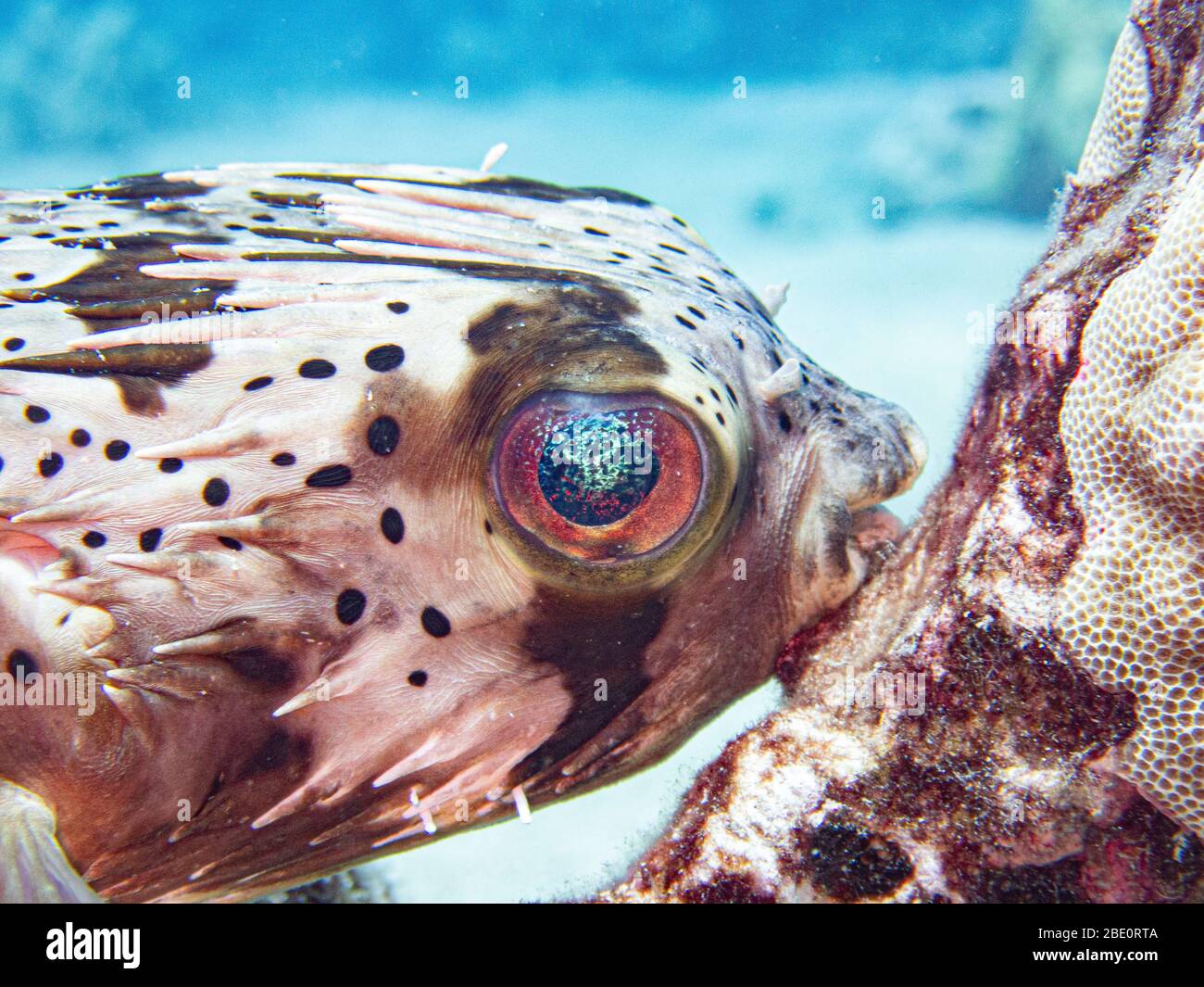 Pesce di porcupine che riposa contro la barriera corallina, Mahukona Hawaii. Foto Stock