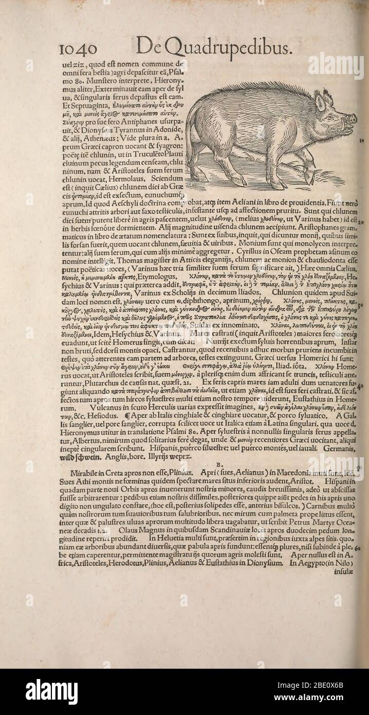 Historia animalium ("Storia degli animali"), pubblicato nel 1551–1558 e nel 1587, da Conrad Gessner. Foto Stock