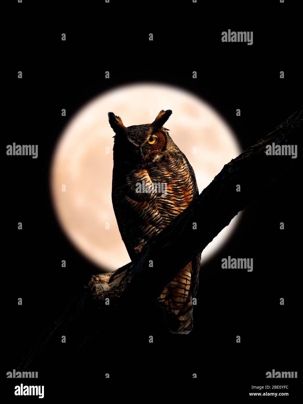 Grande gufo corno (Bubo virginianus) contro la luna piena, immagine composita. Foto Stock