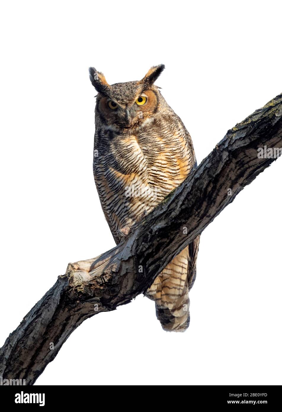 Grande gufo corno (Bubo virginianus) isolato su sfondo bianco. Foto Stock
