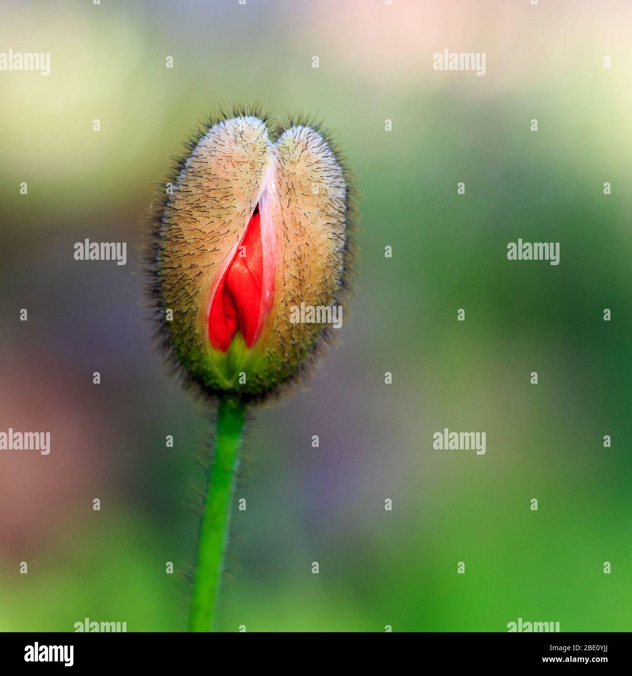 Un bocciolo di tulipano rosso che inizia ad aprirsi Foto Stock