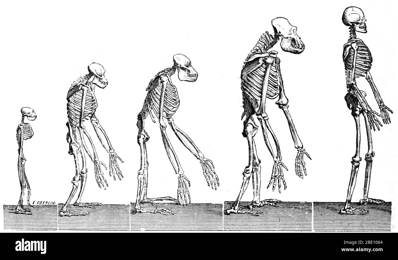 Un'illustrazione della progressione evolutiva dal 'fictionnaire des sciences antropologiques' (1883) pubblicato sotto la direzione di Alphonse Bertillon, Coudereau, A. Hovelacque, Issaurat, e altri. Alphonse Bertillon (1853-1914) è stato un poliziotto francese e ricercatore biometrico che ha creato l'antropometria, un sistema di identificazione basato su misurazioni fisiche. Questa illustrazione è tratta dal suo dizionario di antropologia. Foto Stock