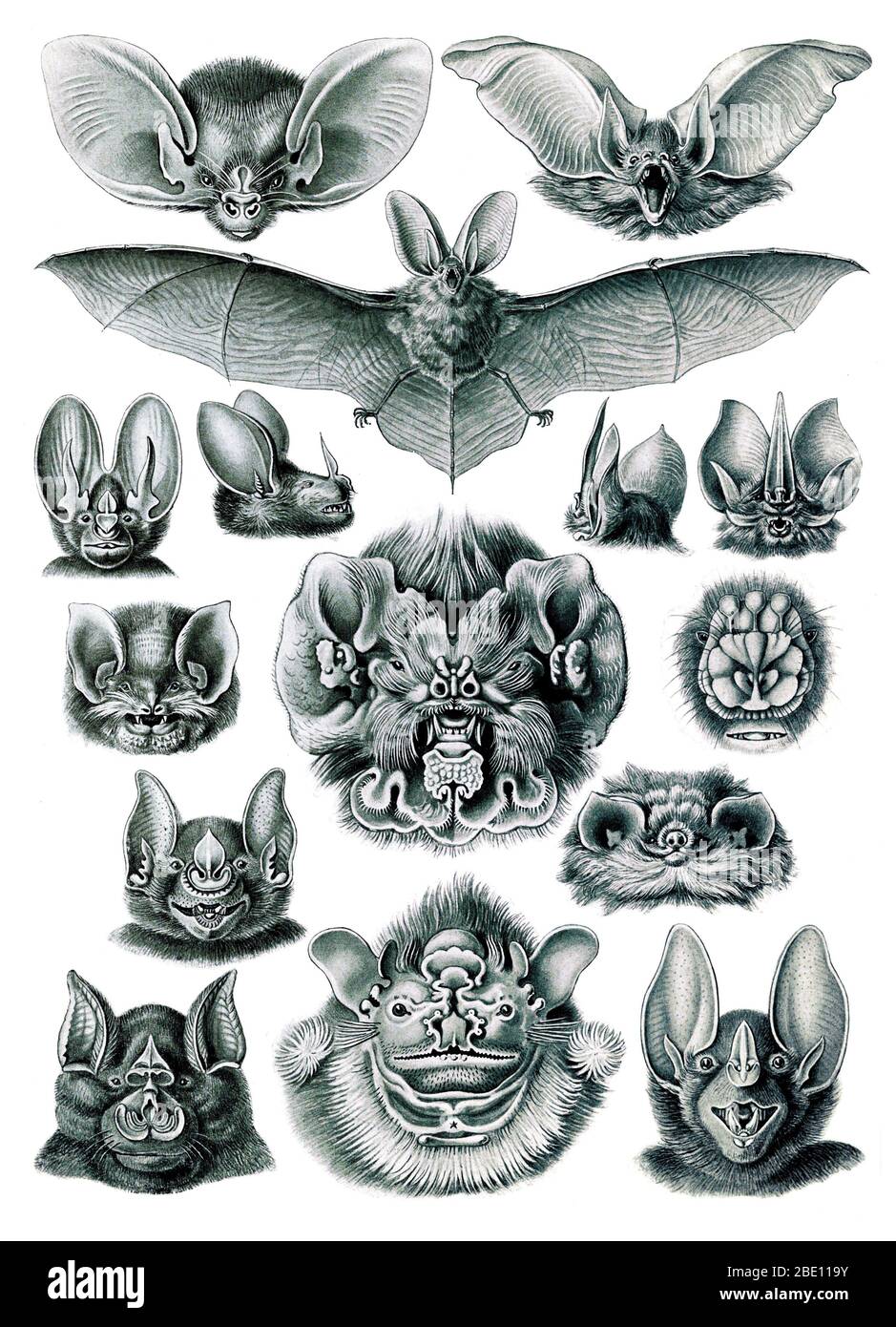 Ernst Haeckel, Chirotteri, pipistrelli Foto Stock