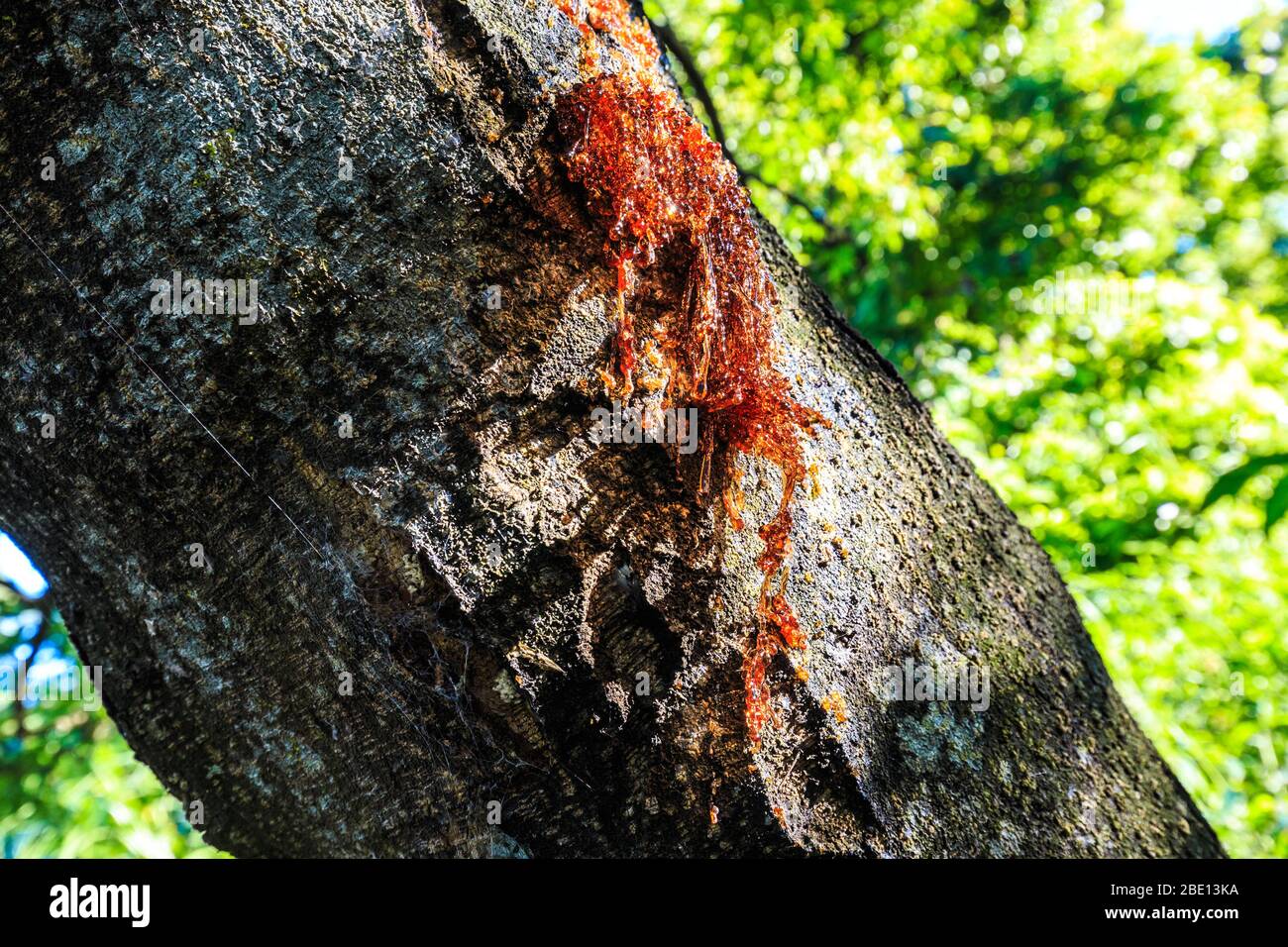 Albero sap sanguinamento dall'albero Foto Stock