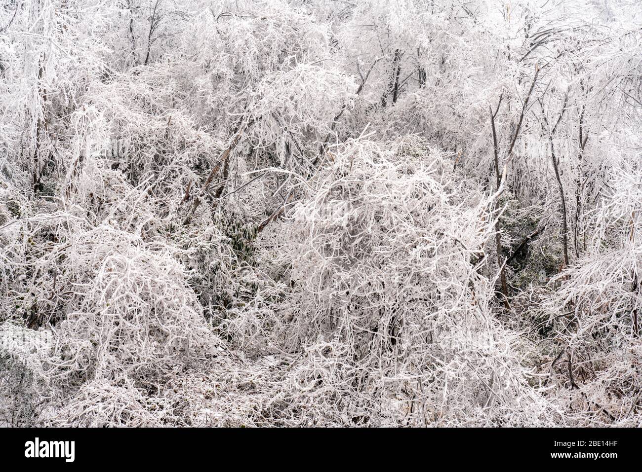 Alberi ricoperti di ghiaccio bianco denso, neve, gelo e rime dure. Foto Stock